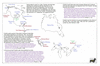 fra04 back to britain_thumb.gif